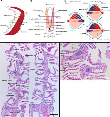 High-Resolution, 3D Imaging of the Zebrafish Gill-Associated Lymphoid Tissue (GIALT) Reveals a Novel Lymphoid Structure, the Amphibranchial Lymphoid Tissue